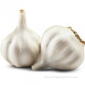 Sell Fresh Vegetable Garlic Bulk Price